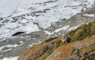 Tiere, Säugetiere - Nagetiere  Alpenmurmeltier_Marmota marmota_Alpine Marmot 03.JPG