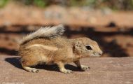 Tiere, Säugetiere - Nagetiere  Antilopenziesel_Ammospermophilius harrisii_Harris's Antelope Squirr 04.JPG