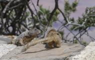 Tiere, Säugetiere - Nagetiere  Felsenziesel_Spermophilus variegatus_Rock Squirrel 02.JPG