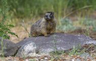 Tiere, Säugetiere - Nagetiere  Gelbbauchmurmeltier_ Marmota flaviventris_Yellow Bellied Marmot 06.JPG