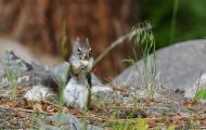 Tiere, Säugetiere - Nagetiere  Gemeines Rothörnchen_Tamiasciurus hudsonicus_American Red Squirrel 03.JPG