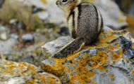 Tiere, Säugetiere - Nagetiere  Goldmantel-Ziesel_Spermophilus lateralis_Golden-mantled Ground Squirrel 07.JPG