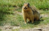 Tiere, Säugetiere - Nagetiere  Kolumbiaziesel_Spermophilus columbianus_Columbian Ground Squirrel 06.JPG