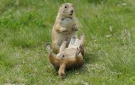 Tiere, Säugetiere - Nagetiere  Schwarzschwanz Präriehund_Cynomys ludovianus_Black-Tailed Prairie Dog 08.JPG