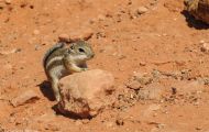 Tiere, Säugetiere - Nagetiere  Weißschwanz-Antilopenziesel_Ammospermophilus leucurus 04.JPG