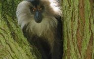 Tiere, Säugetiere - Primaten  Bartaffe_Macaca silenus_Lion-tailed Macaque 06.JPG