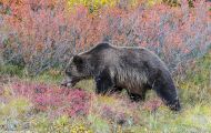 Tiere, Säugetiere - Raubtiere  Braunbär_Ursus arctos_Brown (Grizzly) Bear 02.JPG