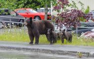 Tiere, Säugetiere - Raubtiere  Braunbär_Ursus arctos_Brown (Grizzly) Bear 11.JPG