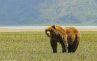 Tiere, Säugetiere - Raubtiere  Braunbär_Ursus arctos_Brown (Grizzly) Bear 16.JPG