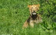 Tiere, Säugetiere - Raubtiere  Löwe_Panthera leo_African Lion 05.JPG
