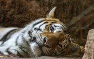 Tiere, Säugetiere - Raubtiere  Sibirischer Tiger_Panthera tigris altaica_Siberian Tiger 06.JPG