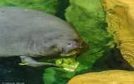 Tiere, Säugetiere - Seekühe  Florida Manati_Trichechus manatus_Manatee 03.JPG