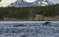 Tiere, Säugetiere -Zahn- & Bartenwale  Buckelwal_Megaptera novaeangliae_Humpback Whale 08.JPG
