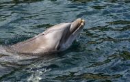 Tiere, Säugetiere -Zahn- & Bartenwale  Großer Tümmler_Tursiops truncatus_Bottle-Nosed Dolphin 04.JPG
