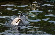 Tiere, Säugetiere -Zahn- & Bartenwale  Großer Tümmler_Tursiops truncatus_Bottle-Nosed Dolphin 06.JPG