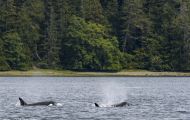 Tiere, Saeugetiere -Zahn- & Bartenwale  Schwertwal_Orcinus Orca_Killer Whale 10.JPG