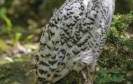 Tiere, Vögel - Eulen   Schnee-Eule_Nyctea scandiaca_Snowy Owl 01.JPG