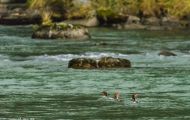 Tiere, Vögel - Gänsevögel  Gänsesäger_Mergus merganser_Common Merganser 01.JPG