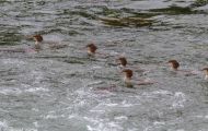 Tiere, Vögel - Gänsevögel  Gänsesäger_Mergus merganser_Common Merganser 04.JPG