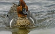 Tiere, Vögel - Gänsevögel  Nordamerikanische Krickente_Anas carolinensis_Green-Winged Teal 03.JPG
