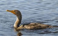 Tiere, Vögel - Gänsevögel  Ohrenscharbe_Phalacrocorax auritus_Double-crested Cormorant 06.JPG