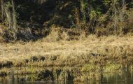 Tiere, Vögel - Gänsevögel  Zwergschwan_Cygnus columbianus_Tundra Swan 06.JPG