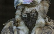 Tiere, Vögel - Greifvögel Gänsegeier_Gyps fulvus_Griffon Vulture 02.JPG