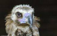 Tiere, Vögel - Greifvögel Gänsegeier_Gyps fulvus_Griffon Vulture 06.JPG