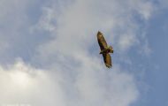 Tiere, Vögel - Greifvögel Truthahngeier_Cathartes aura_Turkey Vulture 02.JPG