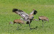 Tiere, Vögel - Kranichvögel  Kanadakranich_Grus canadensis_Sandhill Crane 01.JPG