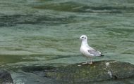 Tiere, Vögel - Regenpfeiferartige Vögel  Bonapartemöwe_Larus philadelphia_Bonaparte Gull 05.JPG