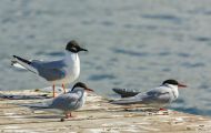 Tiere, Vögel - Regenpfeiferartige Vögel  Flussseeschwalbe_Sterna hirundo_Common Tern 01.JPG