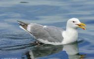 Tiere, Vögel - Regenpfeiferartige Vögel  Mormonenmöwe_Larus californicus_California Gull 06.JPG