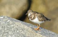 Tiere, Vögel - Regenpfeiferartige Vögel  Steinwälzer_Arenaria interpres_Ruddy Turnstone 03.JPG