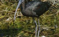 Tiere, Vögel - Ruderfüßer  Brillensichler_Plegadis chihi_White-Faced Ibis 02.JPG