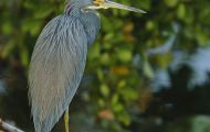 Tiere, Vögel - Ruderfüßer  Dreifarbenreiher_Egretta tricolor_Tricolored Heron 03.JPG