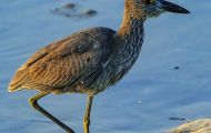 Tiere, Vögel - Ruderfüßer  Krabbenreiher_Nyctanassa violacea_Yellow-Crowned Night Heron 03.JPG