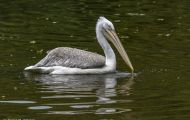 Tiere, Vögel - Ruderfüßer  Krauskopfpelikan_Pelecanus crispus_Dalmatian Pelican 01.JPG
