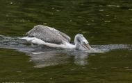 Tiere, Vögel - Ruderfüßer  Krauskopfpelikan_Pelecanus crispus_Dalmatian Pelican 04.JPG