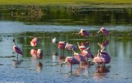 Tiere, Vögel - Ruderfüßer  Rosalöffler_Ajaia ajaja_Roseate Spoonbill 01.JPG