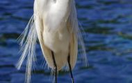Tiere, Vögel - Ruderfüßer  Silberreiher_Ardea alba_Great Egret 07.JPG