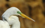 Tiere, Vögel - Ruderfüßer  Silberreiher_Ardea alba_Great Egret 10.JPG