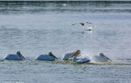 Tiere, Vögel - Ruderfüßer  Weißer Pelikan_Pelecanus erythrorhynchos_American White Pelican 03.JPG