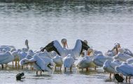 Tiere, Vögel - Ruderfüßer  Weißer Pelikan_Pelecanus erythrorhynchos_American White Pelican 07.JPG