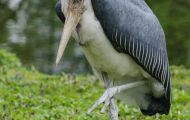 Tiere, Vögel - Schreit- und Storchenvögel  Marabu_Leptoptilos crumeniferus_Marabou Stork 06.JPG