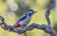 Tiere, Vögel - Spechtvögel  Buntspecht_Dendrocopos major_Great Spotted Woodpecker 08.JPG