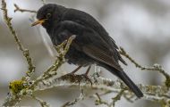 Tiere, Vögel - Sperlingsvögel  Amsel_Turdus merula_Common Blackbird 04.JPG