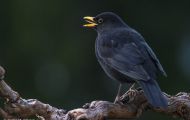 Tiere, Vögel - Sperlingsvögel  Amsel_Turdus merula_Common Blackbird 05.JPG
