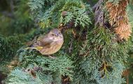 Tiere, Vögel - Sperlingsvögel  Grünfink_Carduelis chloris_Western Greenfinch 05.JPG