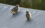 Tiere, Vögel - Sperlingsvögel  Hausrotschwanz_Phoenicurus ochruros_Black Redstart 02.JPG